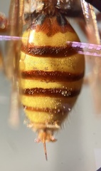 Nomada
