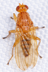 Suillia longipennis