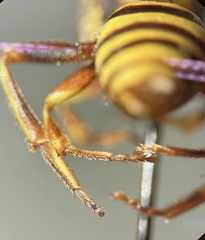 Nomada