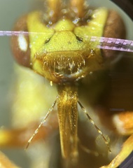 Nomada