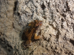 Physalaemus cuvieri