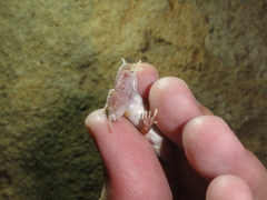 Physalaemus cuvieri