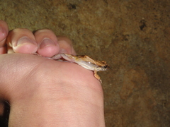 Physalaemus cuvieri