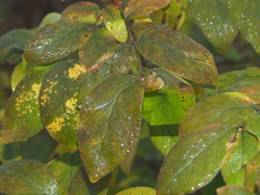 Zanthoxylum americanum