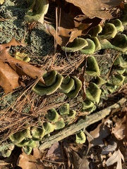 Cerrena unicolor