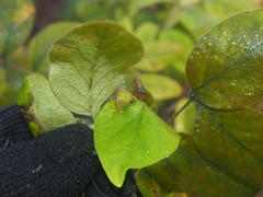 Zanthoxylum americanum