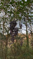 Ligustrum quihoui