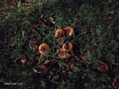 Craterellus tubaeformis