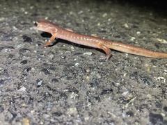 Ensatina eschscholtzii