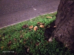 Craterellus tubaeformis