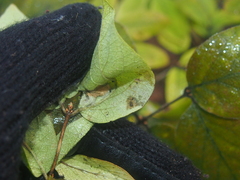 Zanthoxylum americanum