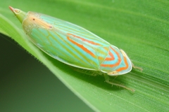 Linnavuoriella arcuata