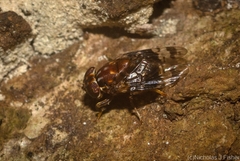 Pterogenia latericia