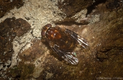 Pterogenia latericia