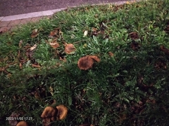 Craterellus tubaeformis