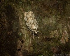 Barea nymphica