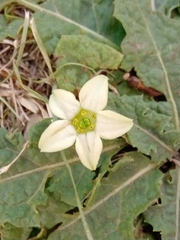 Jaborosa runcinata