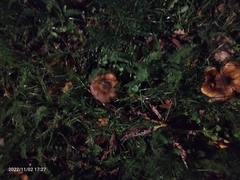 Craterellus tubaeformis