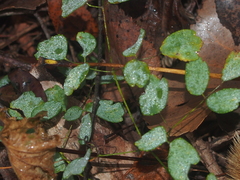 Thalictrum dasycarpum