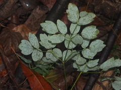 Thalictrum dasycarpum