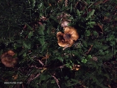 Craterellus tubaeformis