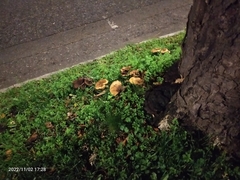 Craterellus tubaeformis