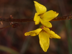 Forsythia
