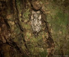 Barea nymphica
