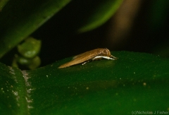 Pholeutis holoxytha