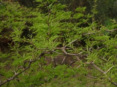 Prosopis caldenia