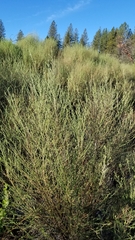 Genista monspessulana