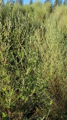 Genista monspessulana