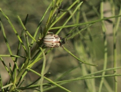 Leptinotarsa lineolata
