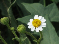 Perityle emoryi