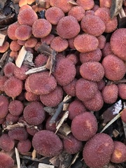 Gymnopilus dilepis