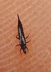 Klambothrips myopori