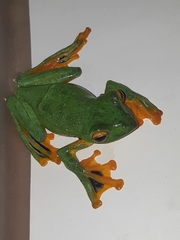 Rhacophorus kio