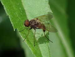 Chrysopilus