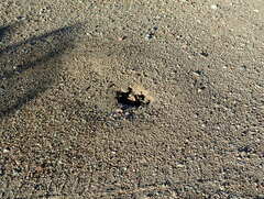 Veromessor pergandei