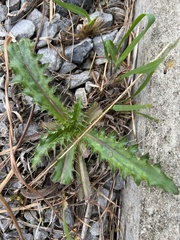 Cirsium horridulum