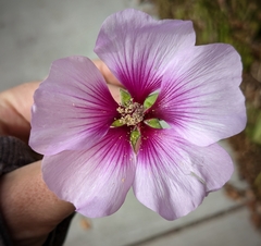 Malva subovata bicolor