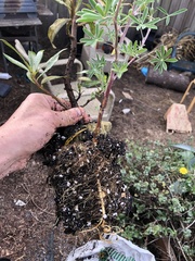 Rhizobium leguminosarum