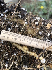 Rhizobium leguminosarum