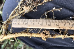 Rhizobium leguminosarum