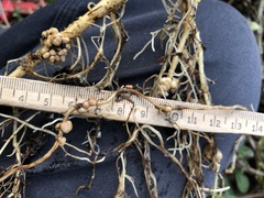 Rhizobium leguminosarum