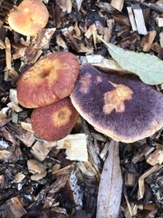 Gymnopilus dilepis