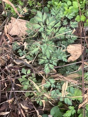 Corydalis incisa