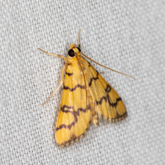 Glycythyma leonina