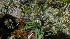 Chloraea magellanica