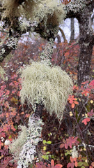 Usnea longissima